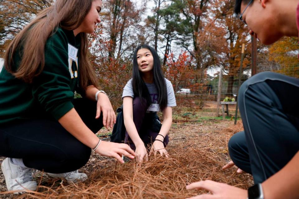 From left, Enloe High School student council members Alice Campbell, Cathy Deng and Destin Tan work on spreading pine straw while volunteering at the Alliance Medical Ministry’s farm outside their clinic in Raleigh, N.C., Tuesday, Dec. 6, 2022.