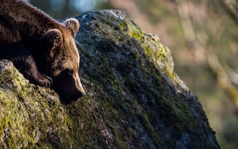 A brown bear in the Bavarian Forest National Park in southern Germany - Credit: Lino Mirgeler/DPA