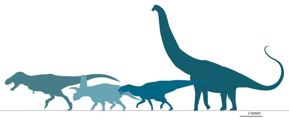 A diagram illustrating the size of the newly discovered Tyrannosaurus mcraeensis (third from the left). The tyrannosaur is roughly the same size as its famous relative T. rex (first from left).
