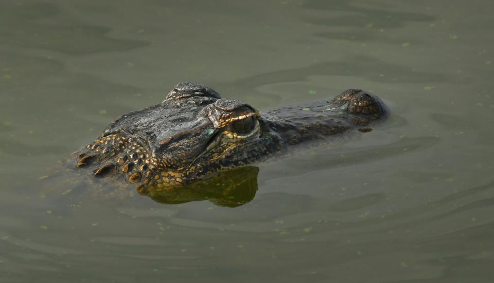 An alligator peeks up from one of the ponds at the Ritch Grissom Memorial Wetlands in Viera.
