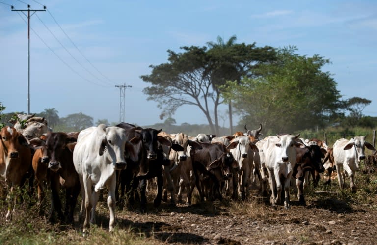 In Venezuela's cattle-rearing region of San Silvestre in the western state of Barinas, ranchers are falling prey to rustlers and government price controls