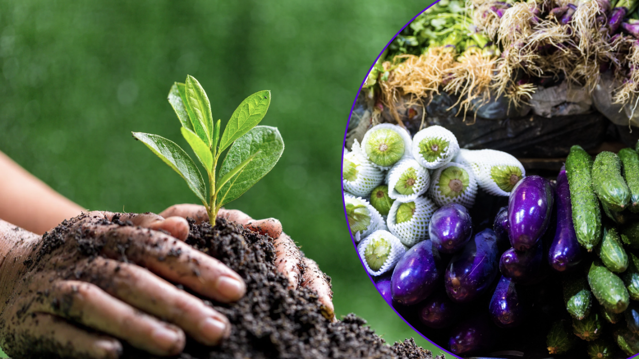 Hands planting a seed outdoors (left) and vegetables at a wet market (Photos: Getty Images)