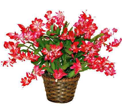 Christmas Cactus