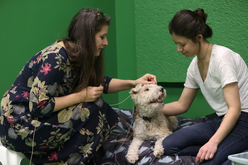 Researcher Boros puts electroencephalography (EEG) electrodes on Cuki, during a test at the Eotvos Lorand University in Budapest