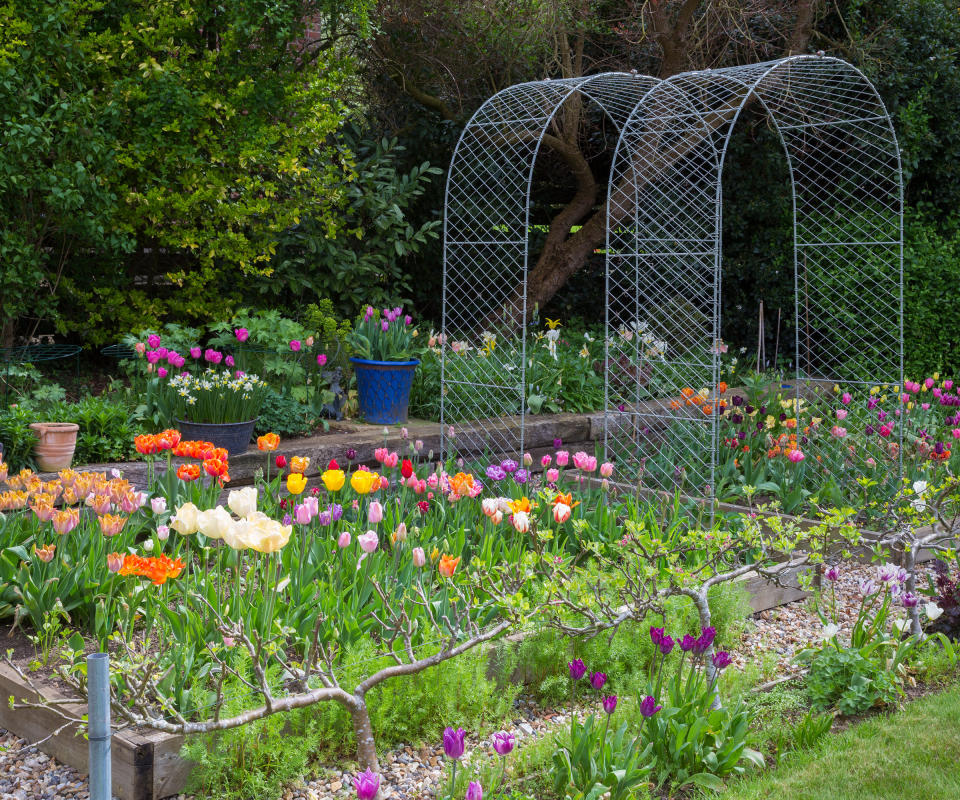 colorful tulips growing in a cutting garden