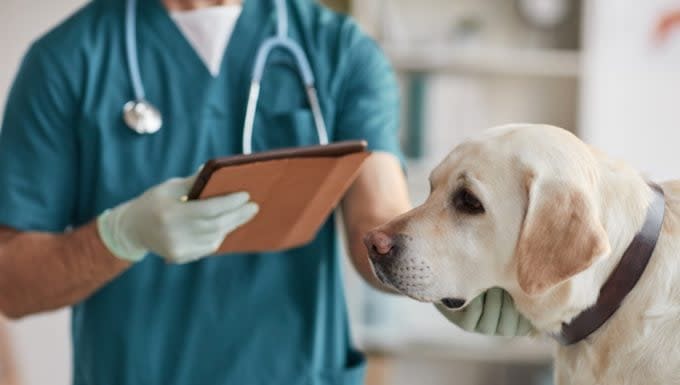 Non-inflammatory Myopathy of Endocrine Origin in Dogs: Symptoms, Causes, & Treatments