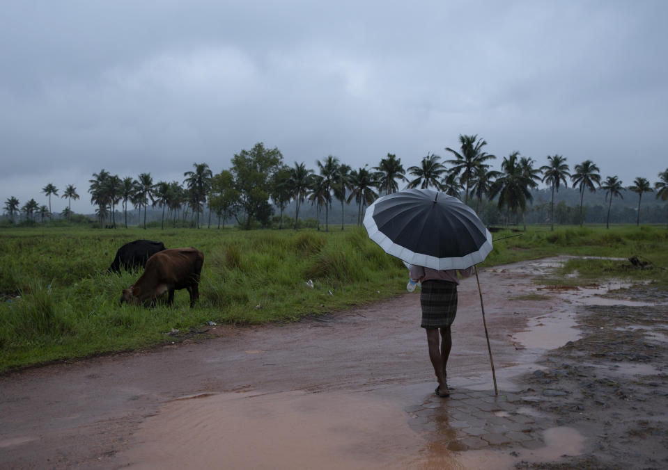 A man holds an umbrella and keeps a watch on his grazing cows on a rainy day in Kochi, Kerala state, India, Saturday, Oct. 16, 2021. Heavy rains lashed the state Saturday, triggering flash floods and landslides across districts. (AP Photo/R S Iyer)