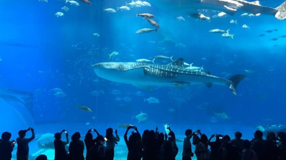 沖繩美麗海水族館是熱門景點。(圖／Tripbaa趣吧！亞洲自由行專家)