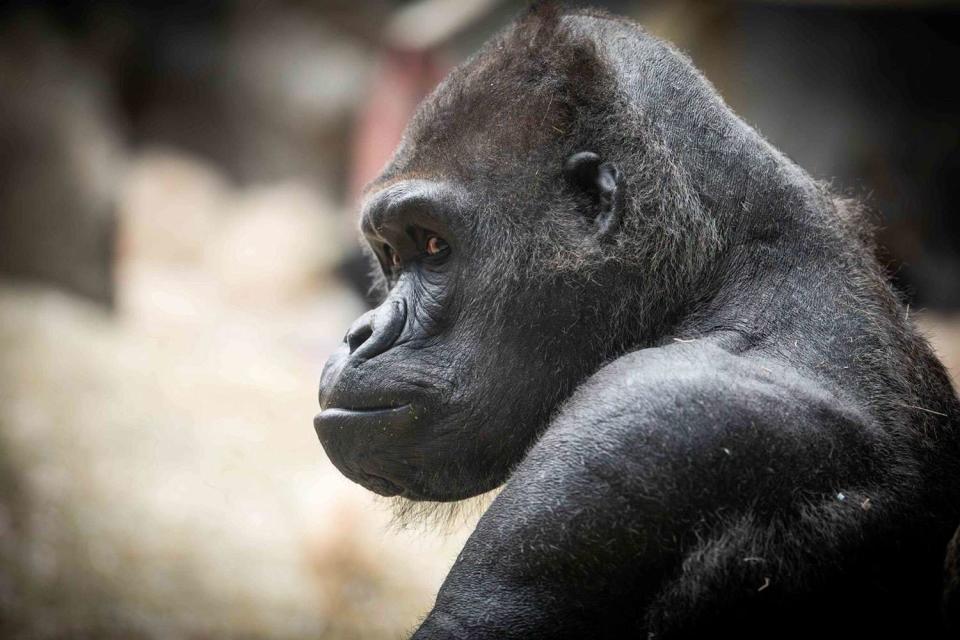 <p>Buffalo Zoo</p> Koga the gorilla