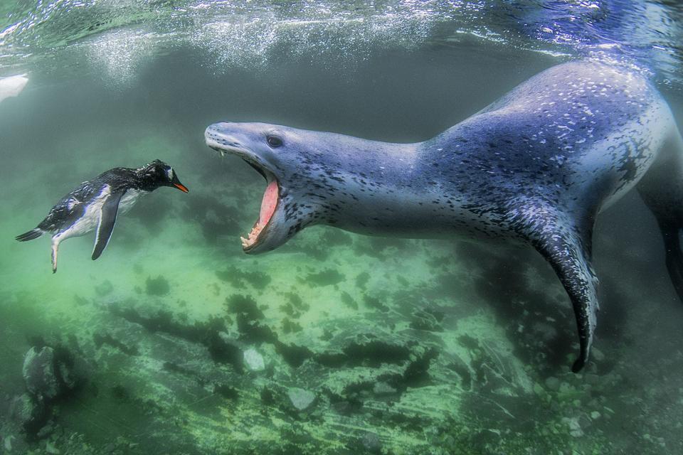 "Facing Reality" by Amos Nachoum. A penguin is about to be eaten by a seal.