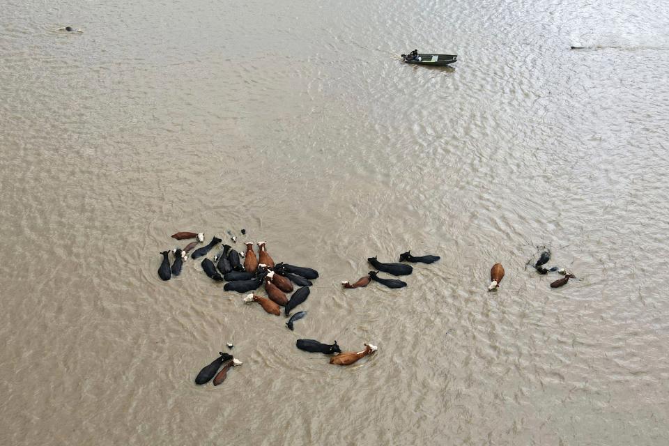 Volunteers use a boat to try to push cattle to higher ground in floodwater on Highway 16 west of Muskogee, Okla., Thursday, May 5, 2022.