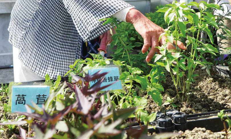 疫情遲遲沒有終點，不妨自己栽種香草或一些蔬菜，需要時便能摘取。（圖／報系資料庫）