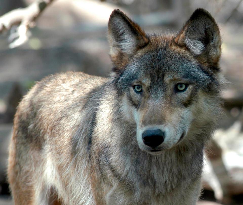 A gray wolf at the Wildlife Science Center in Forest Lake, Minn.