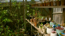 <p>"Look at my greenhouse!" Adam told viewers. "When you move from somewhere slightly bigger and then downsize, you don't realise quite how many pots you have."</p><p>Adam said he was trying to get ahead with veggies and put some squashes in pots. He made holes around 3cm deep in the soil and popped in small butterbaby (winter squash) seeds, covering the holes with peat-free compost.</p>