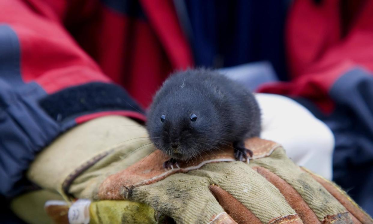 <span>A water vole at Cairngorms national park. Once abundant in Scotland, they are now one of the country’s most threatened native animals.</span><span>Photograph: blickwinkel/Alamy</span>