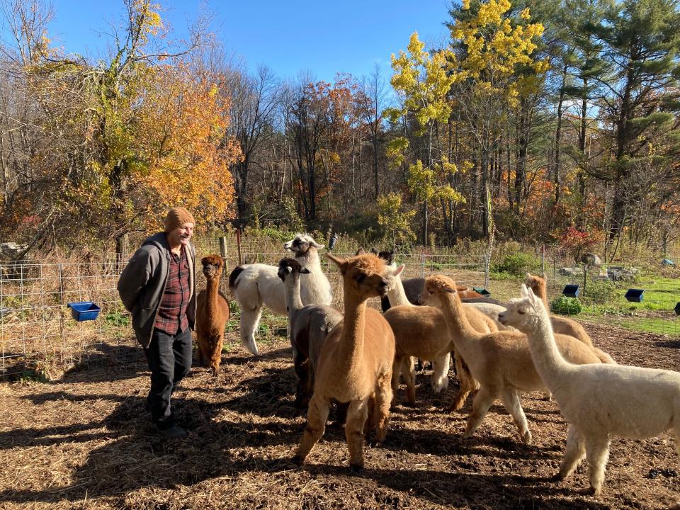Plain View Farm owner Keith Tetreault is shown with his alpacas in Hubbardston.