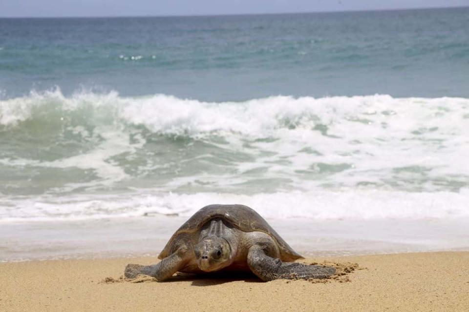 Tortuga golfina en Santuario Ixtapilla en Michoacán