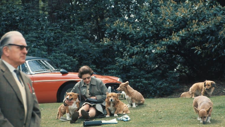 The Royal Family's Dogs