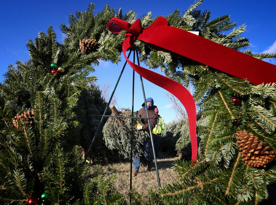Chris Hartwick carries a tree for customers getting their Christmas tree at the parking lot across from Slugger Field on Tuesday, December 1, 2020