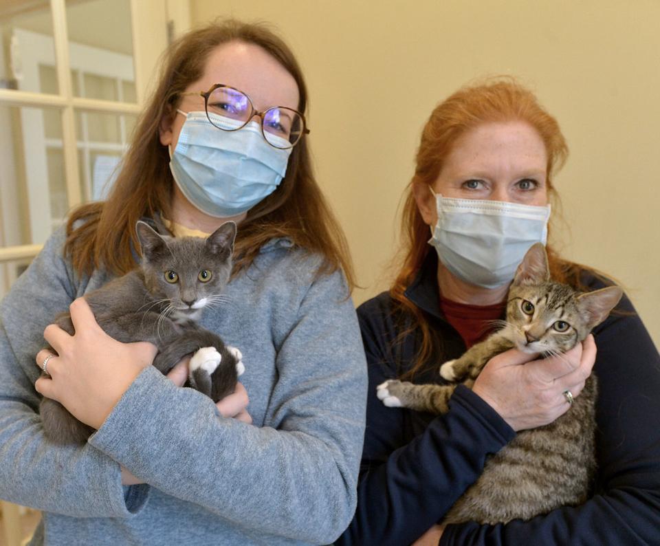 Beth Harrop, right, shelter manager of the MetroWest Humane Society in Ashland, holds "Waffle," while volunteer Annabelle Lebas secures "Muffin."