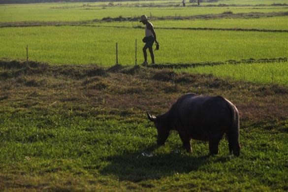 A farmer walks in a field near Phwartheinkha village in Kawhmu township, February 8, 2012.