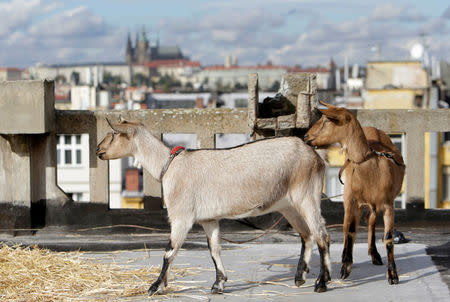 A pair of goats stand on the terrace of a rooftop community garden and cafe atop the Lucerna Palace in Prague, Czech Republic, October 20, 2016. REUTERS/David W Cerny