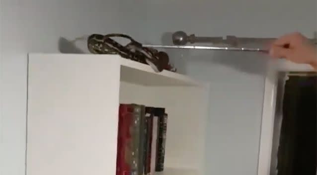 The snake was rescued from the top of the bookshelf. Source: Facebook / The Snake Catcher 24/7 Sunshine Coast