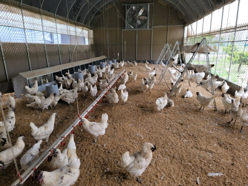 開陽集團農電共生利用閒置的土地飼養高經濟價值的白羽青殼烏雞，每顆蛋市價25元，是一般雞蛋的好幾倍。胡華勝攝