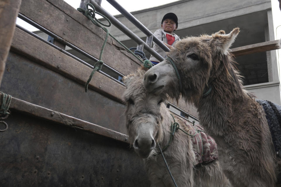 Un chico observa desde lo alto a burros traídos para que participen en un desfile de disfraces y en una carrera, en el cantón de Salcedo, Ecuador, el sábado 10 de septiembre de 2022. (AP Foto/Dolores Ochoa)