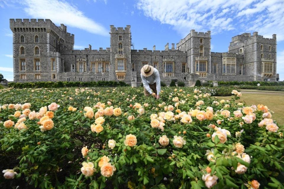 A gardener works on the grounds of Windsor Castle in 2020.