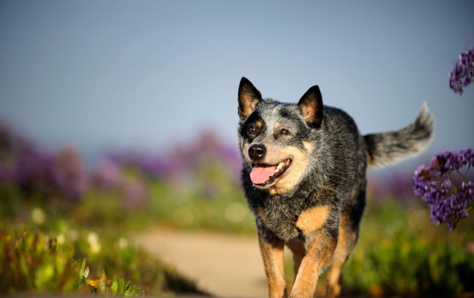 Australian Cattle Dog