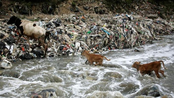 Una vaca y sus crías cruzan las aguas contaminadas del río Las Vacas