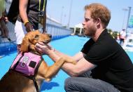 <p>Prince Harry meets Jasmine, a medical alert dog, ahead of the Invictus Games in Orlando.</p>