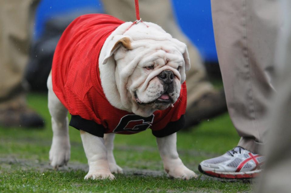 Uga and service animals are the only ones allowed into the stadium.