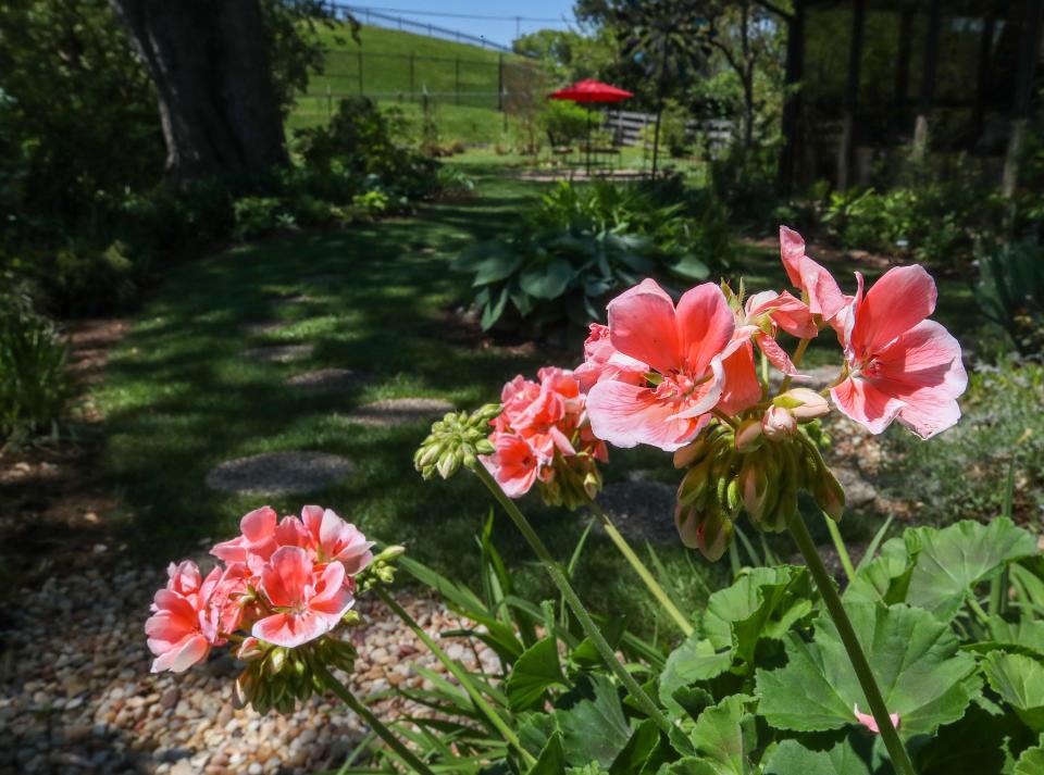 Geraniums in the backyard garden at the home of Patti Hope. April 22, 2024