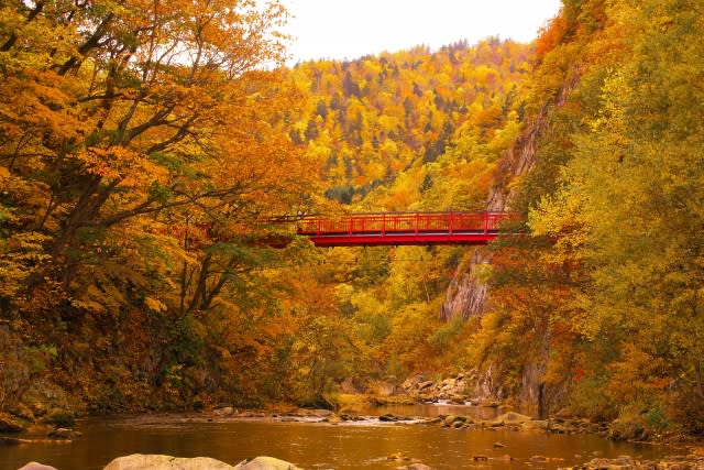 日本紅葉｜北海道定山溪賞楓買一送一優惠！每位$266起去余市NITORI摘水果 / 葡萄酒莊品酒＋小樽運河賞黃昏