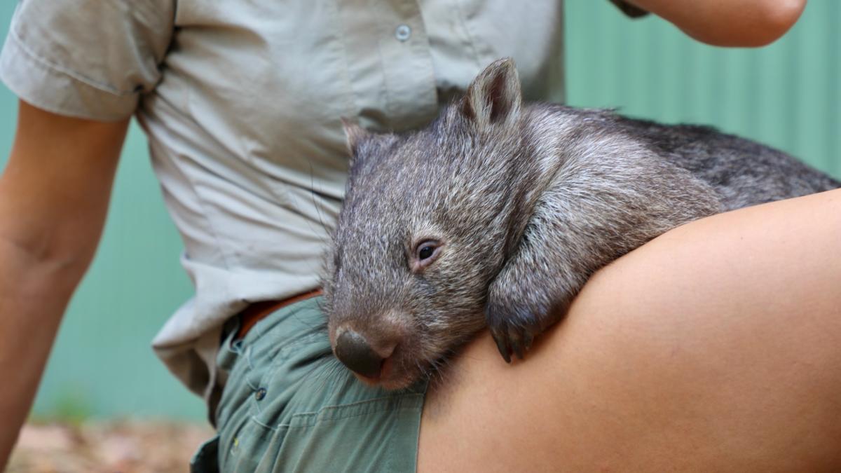 An orphan wombat celebrates its first birthday