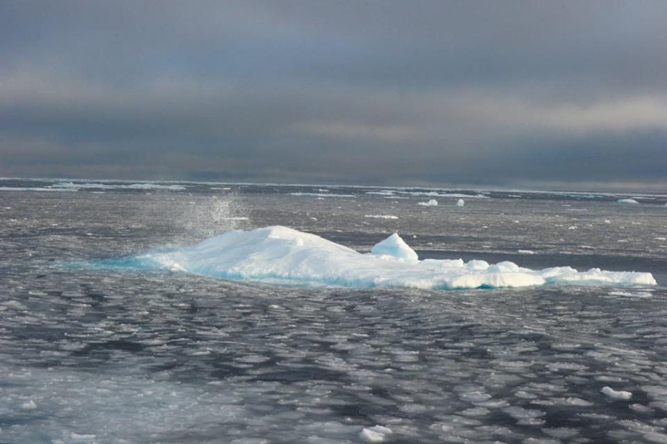 The Arctic is melting rapidly, scientists warn (AFP via Getty Images)