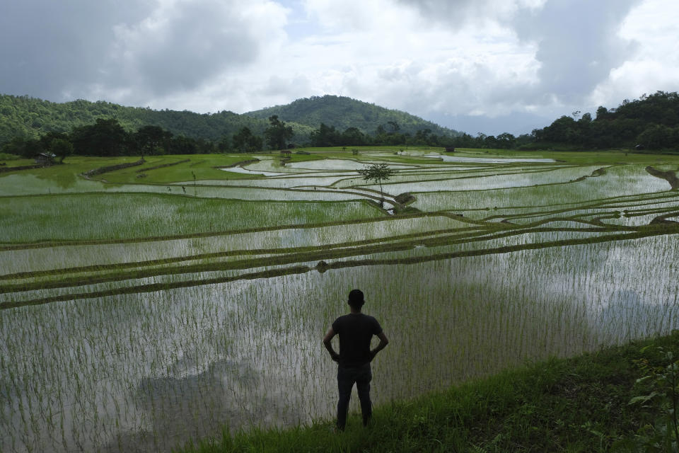 A Naga boy stands by rice fields early morning in Mima, about 20 kilometers (12 miles) from the capital Kohima, capital of the northeastern Indian state of Nagaland, Tuesday, June 30, 2020. Nagas are traditional farmers. But as concrete covers land that was once tilled, lifestyles have changed. Kohima, the semi-urban capital of the northeastern Indian state of Nagaland, relies on satellite villages for fresh supplies of green vegetables. The region is now receiving its annual rainfall and the hills are green with paddy saplings recently sown. (AP Photo/Yirmiyan Arthur)