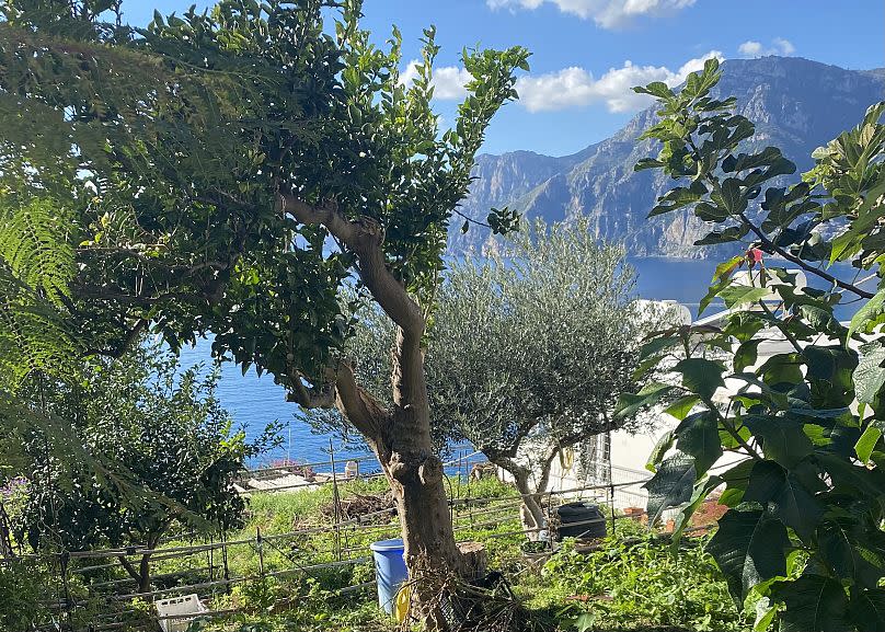 An orchard in Praiano. 7 November 2022.