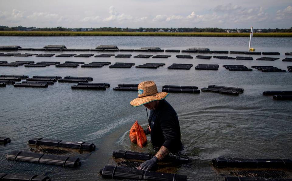 Cody Faison farms oysters in Topsail Sound near Hampstead Wednesday, Sept. 8, 2021. Faison says healthy salt marshes are essential to his business. Salt marshes in North Carolina are being pushed back by rising sea waters, but aren’t always able to retreat due to coastal development, leaving them to shrink.