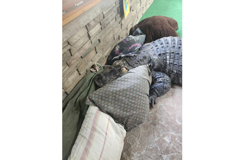 This photo provided by Tony Cavallaro of Hamburg, N.Y., shows his alligator, Albert, at his bed inside the custom enclosure he built for the reptile in his house, in Hamburg, N.Y. Albert was seized by the Department of Environmental Conservation in mid-March, 2024. (Tony Cavallaro via AP)