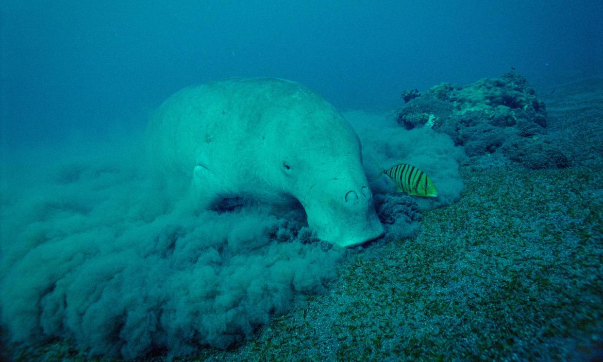 <span>The rare sight of a dugong feeding on a seagrass meadow in Vanuatu. The gentle giants were once a common sight around the Melanesian archipelago.</span><span>Photograph: Minden Pictures/Alamy</span>