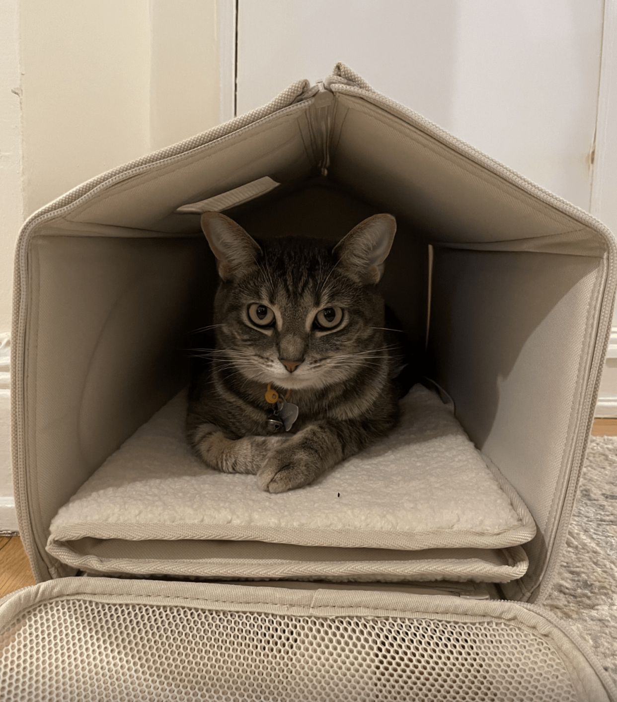 Tuft+Paw's cat carriers doubles as a bed, which Wanda naps in at home. (Courtesy Zoe Malin)