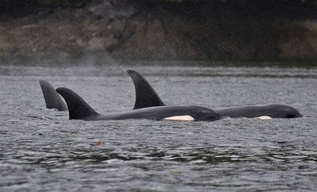 Karina Dracott, Ocean Wise, photo taken under DFO Marine Mammal Research Licence