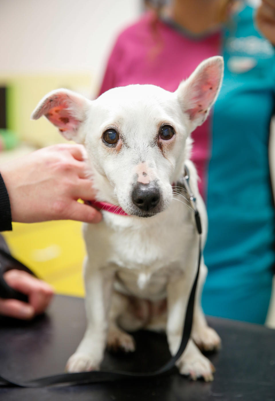 Lily the dog has learned her lesson after falling sick as a result of eating Christmas chocolates (Picture: PA)