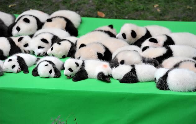 All 23 cubs were born on the base this year. Photo: Getty