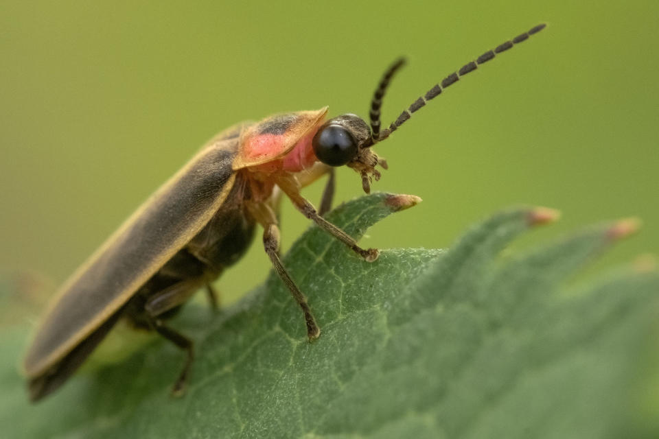 La luciérnaga ha demostrado ser una especie que se adapta a los cambios, tal como analizan los científicos. 