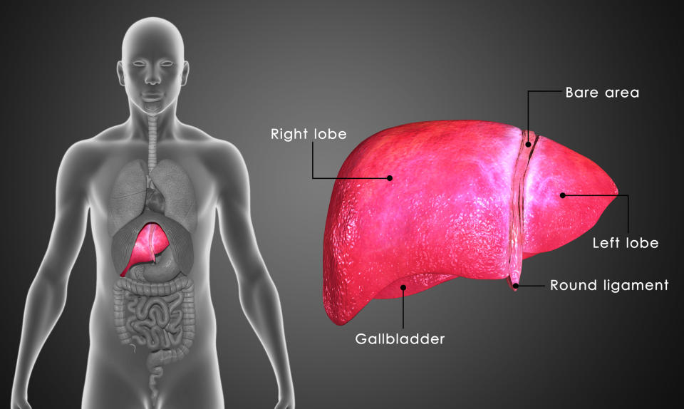 Patient with liver highlighted and a diagram of the parts of the liver