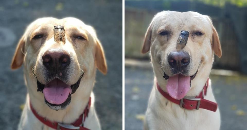 <p>During a walk in Keelung, Vivi made an unlikely new friend in the form of a cicada, who landed on his nose. (Photo courtesy of Yun Huang) </p>
